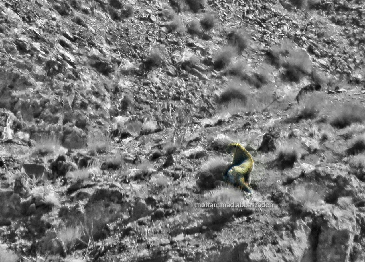 مستند سازی از حضور نخستین پلنگ در بردسکن مستند سازی از حضور نخستین پلنگ در بردسکن