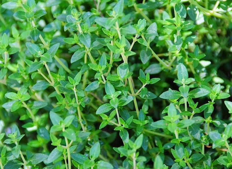 گیاهان دارویی مفید برای سلامت ریه گیاهان دارویی مفید برای سلامت ریه