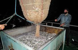 صید بیش از 5 هزار تن کیلکا از دریای خزر صید بیش از 5 هزار تن کیلکا از دریای خزر