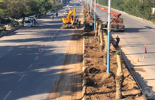 نخل ، زینت بخش معابر کلانشهر اهواز