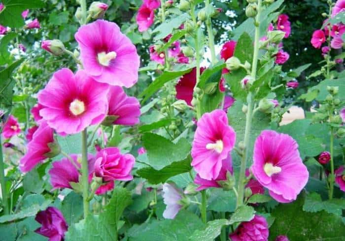 گل ختمی چه خواص و هشدارهایی دارد؟ گل ختمی چه خواص و هشدارهایی دارد؟