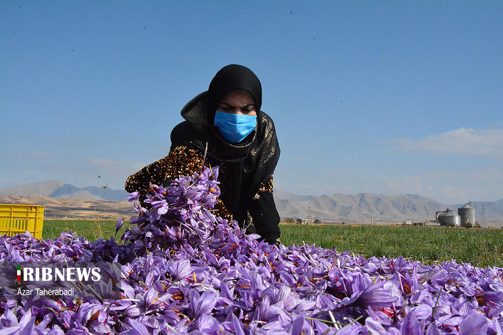 سهم مددجویان کارآفرین کمیته امداد در اشتغالزایی استان کرمانشاه