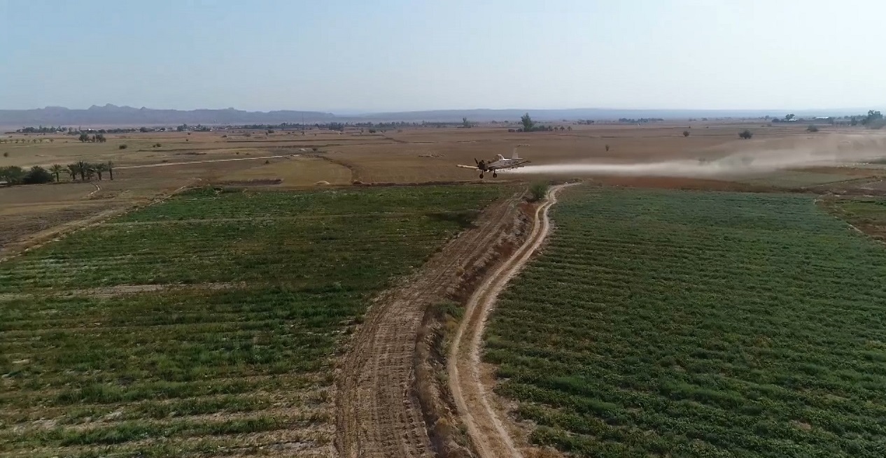 استان بوشهر آماده مبارزه با مهمان های ناخوانده؛ ملخ های صحرایی استان بوشهر آماده مبارزه با مهمان های ناخوانده؛ ملخ های صحرایی