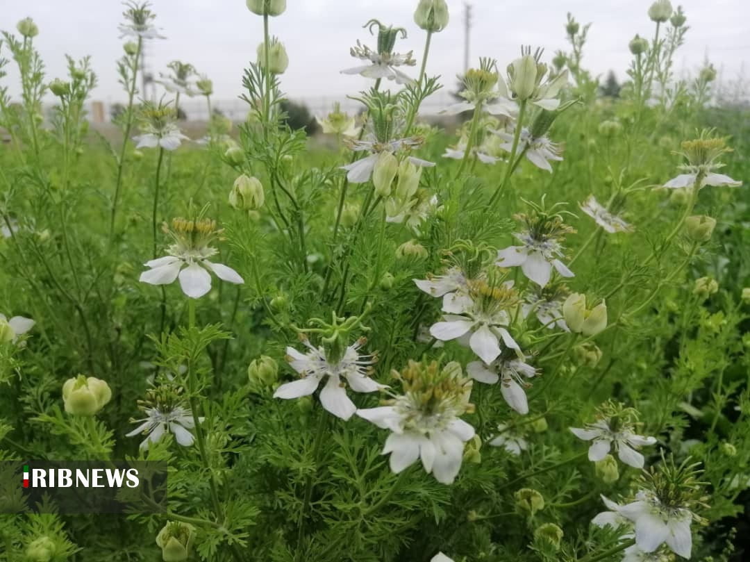 احیای گیاهان شفابخش