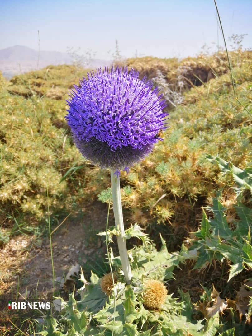 احیای گیاهان شفابخش