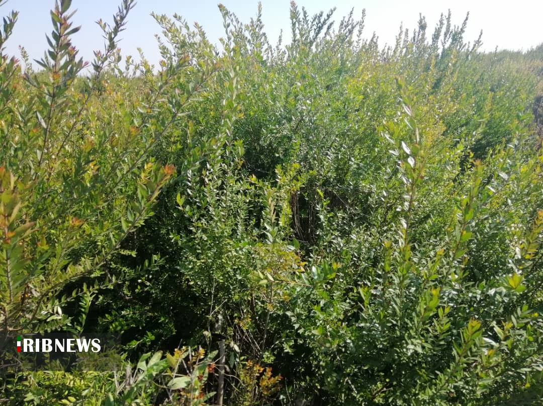 احیای گیاهان شفابخش