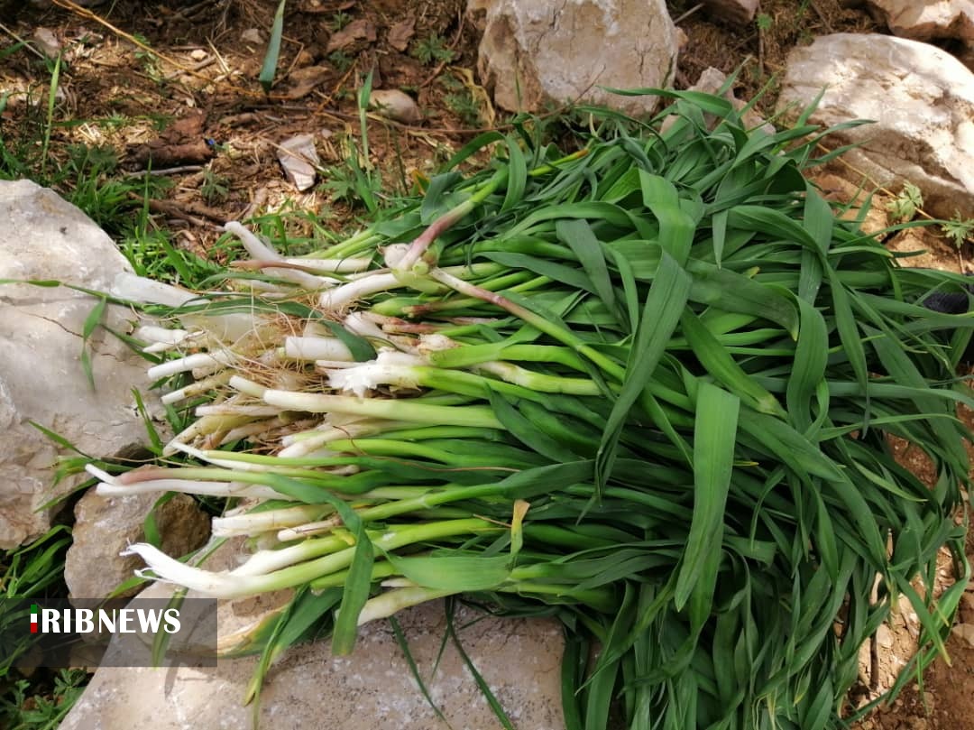 احیای گیاهان شفابخش