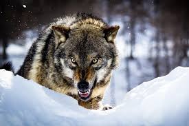 زخمی شدن ۵ نفر بر اثر حمله گرگ در اسفراین زخمی شدن ۵ نفر بر اثر حمله گرگ در اسفراین