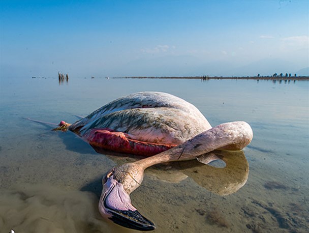 بوتولیسم، متهم اصلی مرگ ۷ هزار پرنده مهاجر در مازندران