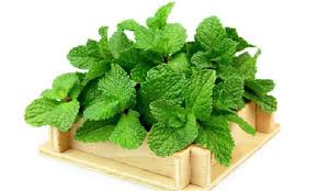 دمنوش و گیاه دارویی قوی برای آرامش اعصاب