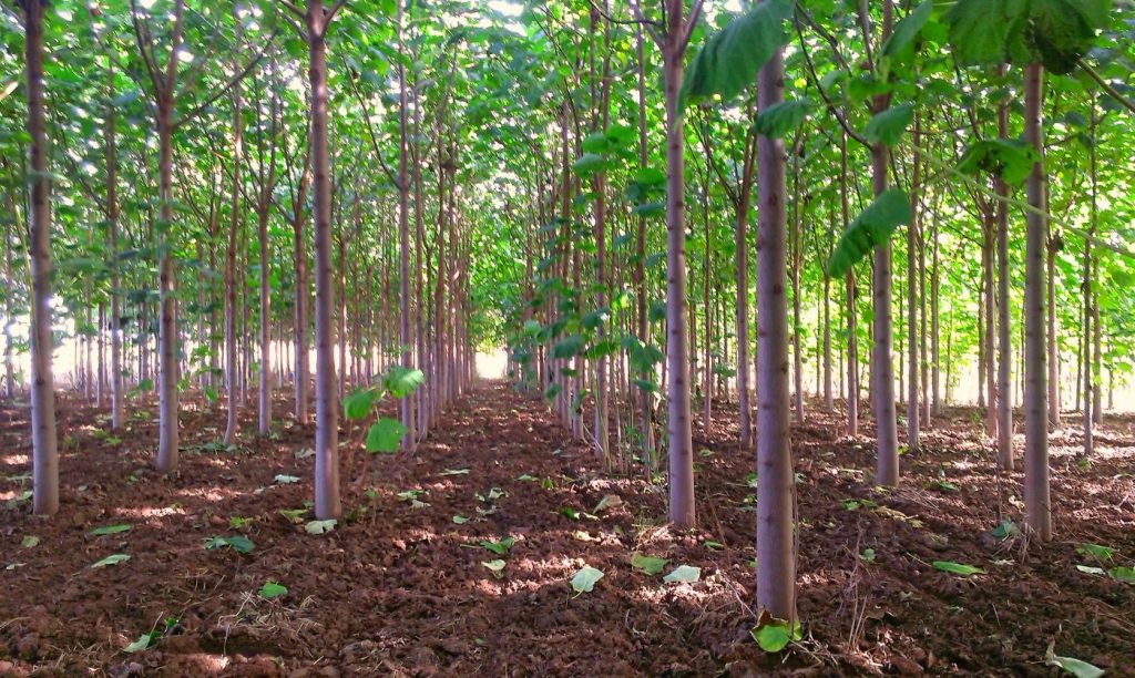 زراعت چوب ، طرحی نیمه تمام