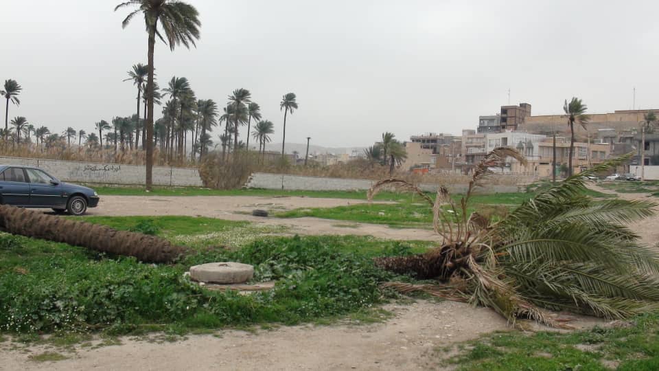 وزش شدید باد در قصرشیرین خسارت به بارآورد وزش شدید باد در قصرشیرین خسارت به بارآورد