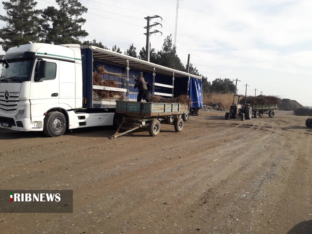 زراعت چوب ، طرحی نیمه تمام