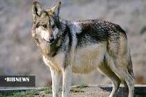 گزارش مکتوب: زندگی با گرگ‌های دره لاماشا