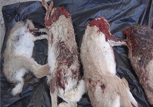 کشف لاشه ۴ سر خرگوش از شکارچیان متخلف در سنقر و کلیایی کشف لاشه ۴ سر خرگوش از شکارچیان متخلف در سنقر و کلیایی