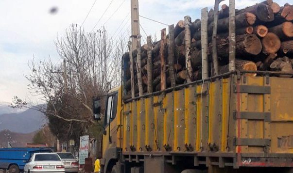 مسئولان چوب لای چرخ قاچاق چوب بگذارند