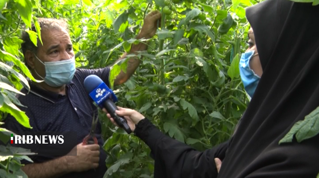 تولید ۳۰۰ هزار تن محصولات سبزی وسیفی در بوشهر