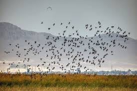 برخورد با شکارچیان غیرمجاز در تالاب بین المللی شادگان برخورد با شکارچیان غیرمجاز در تالاب بین المللی شادگان