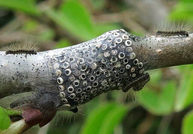 شناسایی ۴ هزار و ۶۰۰ هکتاری جنگل‌های آلوده غرب مازندران