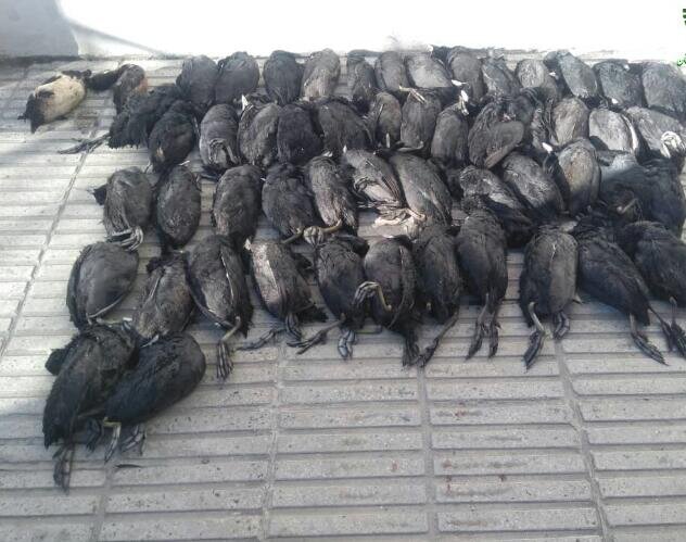 دستگیری شکارچیان غیر مجاز در بندرگز با لاشه 54 مرغابی دستگیری شکارچیان غیر مجاز در بندرگز با لاشه 54 مرغابی