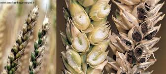 آفت سیاهک گندم ، در کمین بذرهای کشاورزی