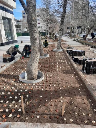 کاشت 9500 پیاز لاله در خیابان کوهسنگی مشهد