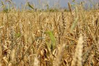 ضرورت مقابله با آفت زنگ گندم ضرورت مقابله با آفت زنگ گندم