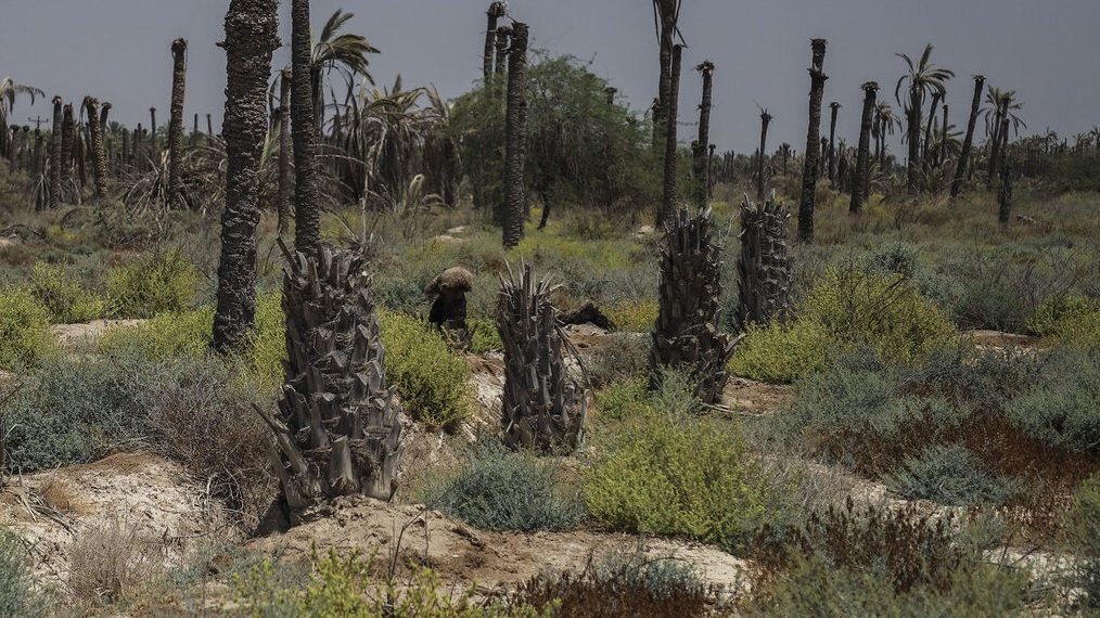 نخلستان های تشنه جنوب