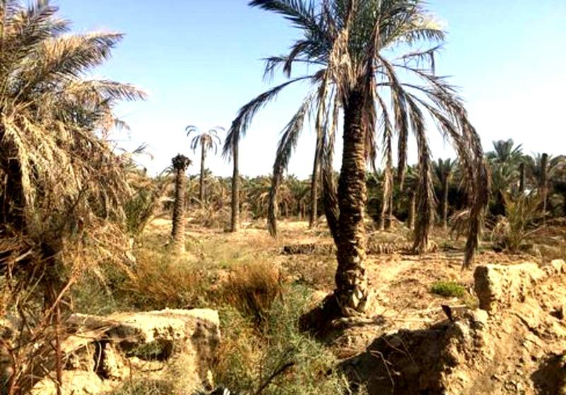 نخلستان های تشنه جنوب