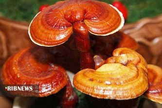 راه اندازی نخستین واحد تولیدی قارچ داروئی گانودرما در سنندج راه اندازی نخستین واحد تولیدی قارچ داروئی گانودرما در سنندج