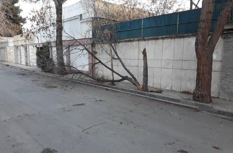 شکستگی ۱۸ اصله درخت در اثر طوفان