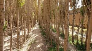 زراعت چوب در بیجار زراعت چوب در بیجار