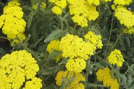 ارتقاء بهره وری مصرف آب با توسعه کشت گیاهان دارویی