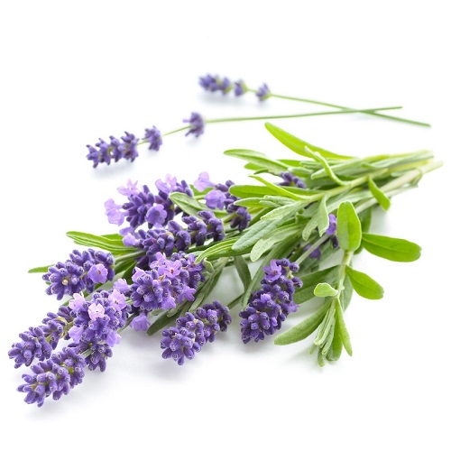 خواص شگفت انگیز گیاه اسطوخودوس خواص شگفت انگیز گیاه اسطوخودوس