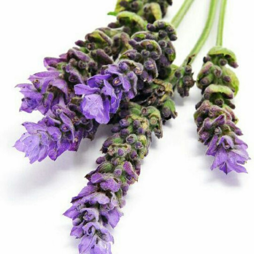 خواص شگفت انگیز گیاه اسطوخودوس خواص شگفت انگیز گیاه اسطوخودوس