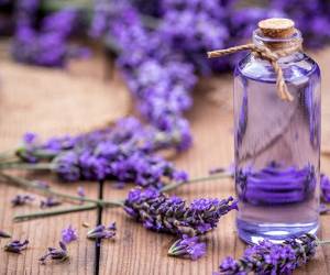 خواص شگفت انگیز گیاه اسطوخودوس خواص شگفت انگیز گیاه اسطوخودوس