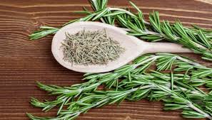 ّگیاه رزماری؛ معجزه طبیعت