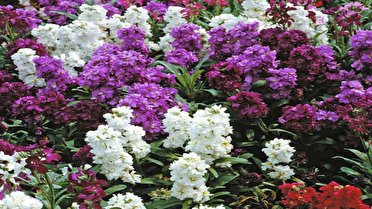 استقبال از بهار؛