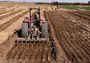 آغاز کشت چغندر قند در سیدان آغاز کشت چغندر قند در سیدان