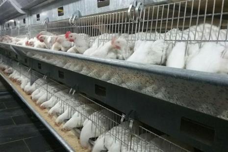 مهار ویروس آنفلوانزای فوق حاد پرندگان در خراسان جنوبی