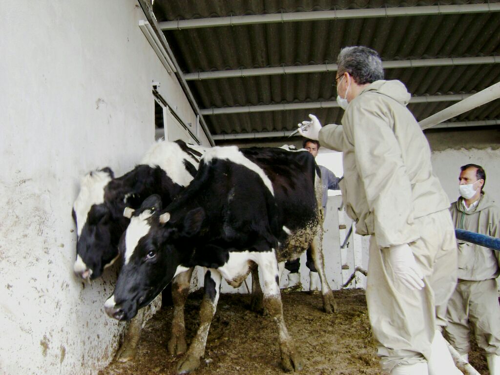 اجرای طرح واکسیناسیون دامها در خوزستان اجرای طرح واکسیناسیون دامها در خوزستان