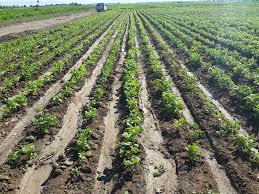 پیش بینی کشت۱۱هزار هکتار چغندرقند بهاره در استان کرمانشاه پیش بینی کشت۱۱هزار هکتار چغندرقند بهاره در استان کرمانشاه