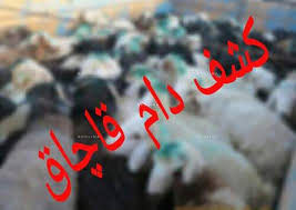 کشف محموله احشام قاچاق کشف محموله احشام قاچاق