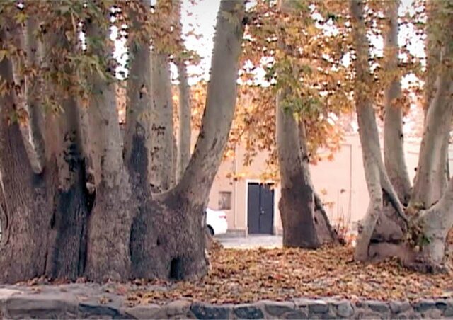 خاص‌ترین درخت‌های ایران