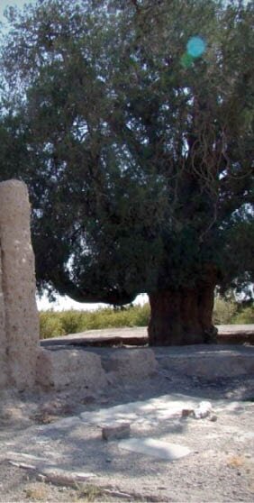 خاص‌ترین درخت‌های ایران
