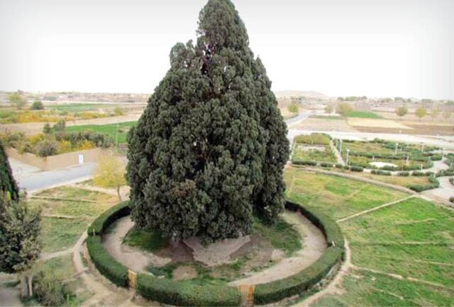 خاص‌ترین درخت‌های ایران