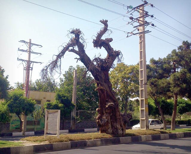خاص‌ترین درخت‌های ایران
