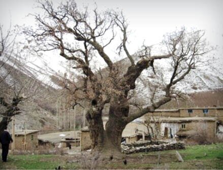 خاص‌ترین درخت‌های ایران