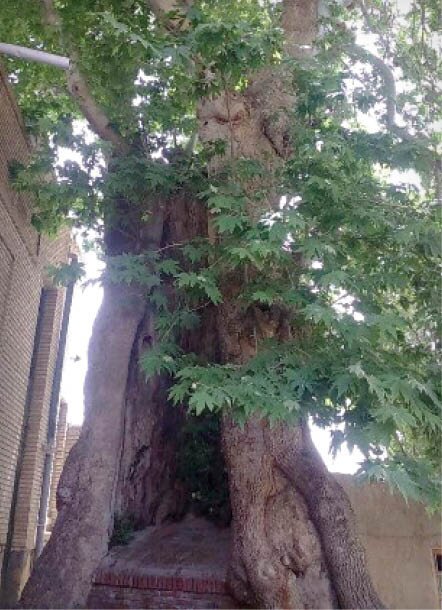 خاص‌ترین درخت‌های ایران