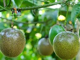 چگونگی کاشت درخت پشن فروت چگونگی کاشت درخت پشن فروت